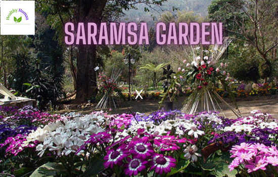 Saramsa garden