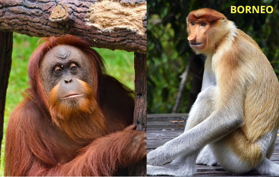 Borneo travel destination
