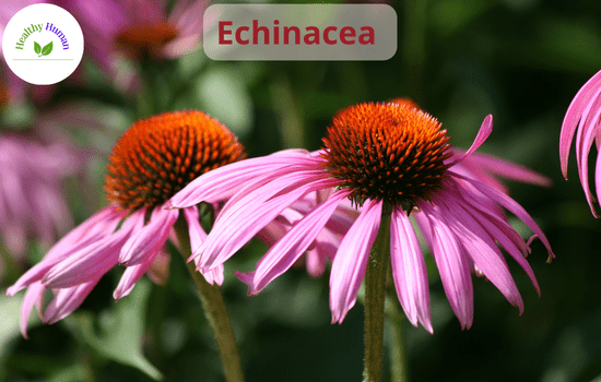 echinacea as a remedy