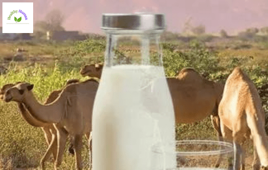 Benefits of drinking camel milk