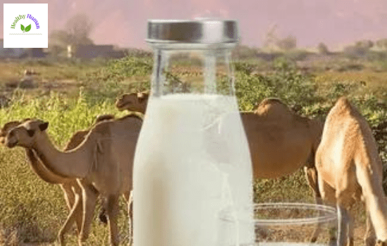 Surprising Benefits Of Drinking Camel Milk | Healthy Life Human