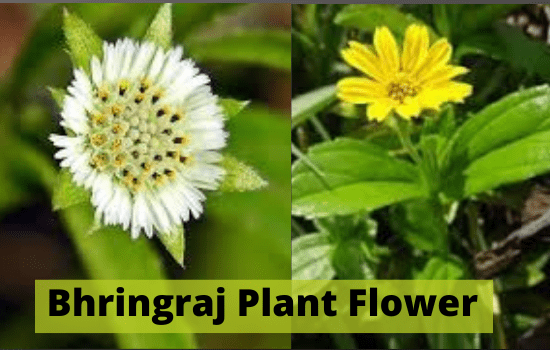 Bhringraj plant image