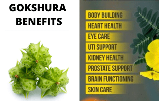 Benefits of Gokshura