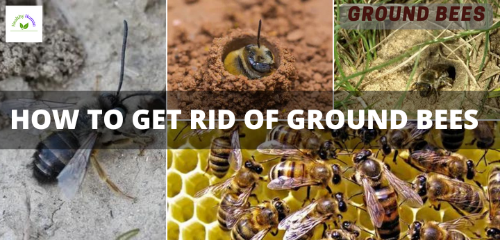 How to get rid of ground bees