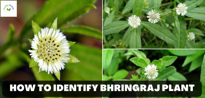 bhringraj plant image