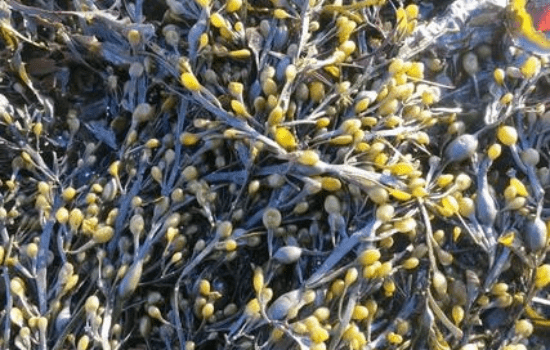 who can consume bladderwrack