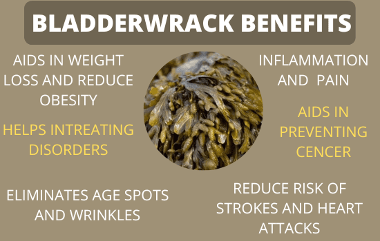 bladderwrack-benefits