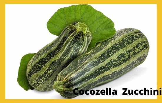 zucchini vs cucumber differences