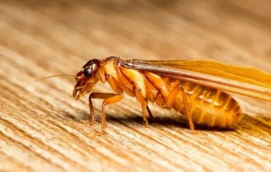 how to get rid of flying termites