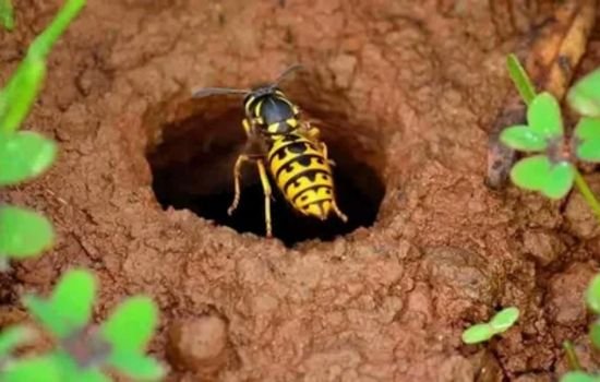 precautions from ground bees reduction