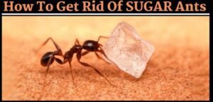 How to get rid of Sugar Ants