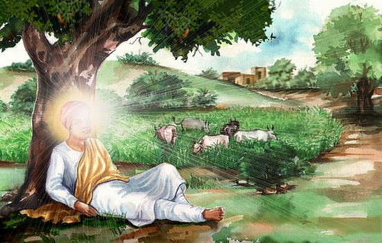 Cattle grazing story of guru nanak