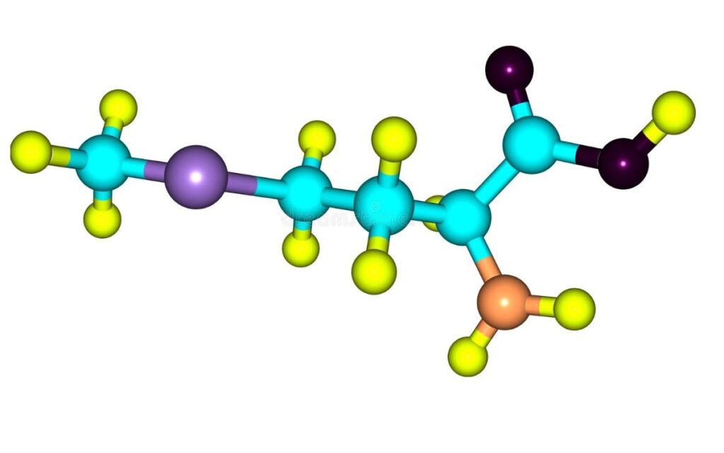 Functions-of-methionine