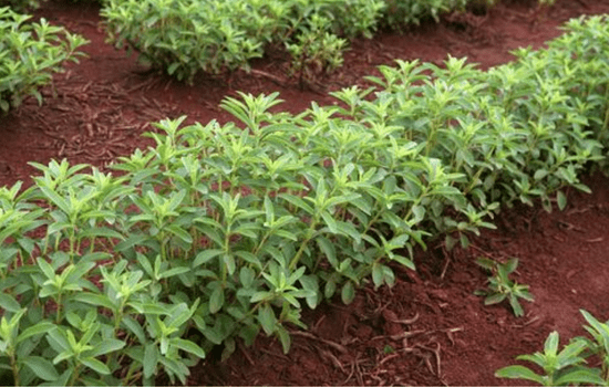 How to grow stevia plant
