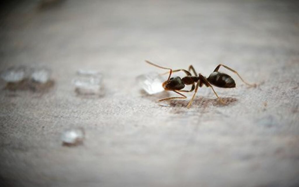 Types-of-sugar-ants
