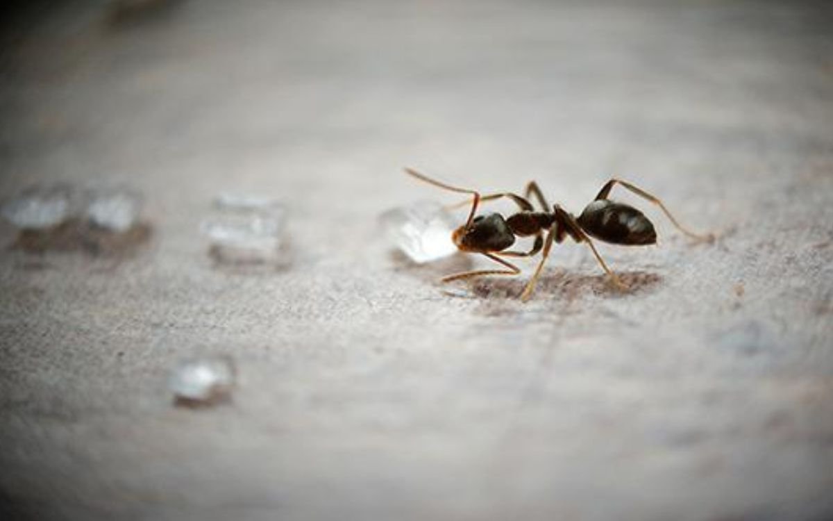 How To Get Rid Of Sugar Ants   Types Of Sugar Ants 