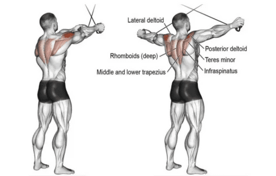 cable reverse fly targeting muscles