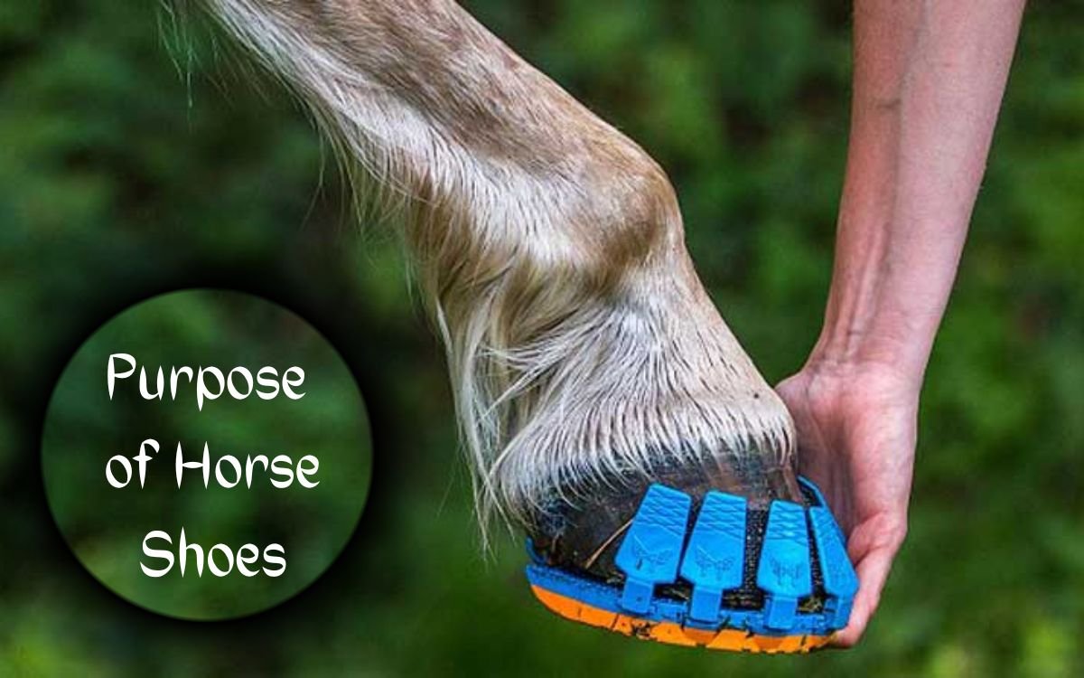 Why Do Horses Need Shoes