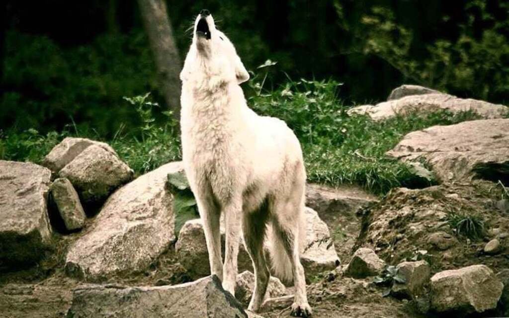 wolves howl to communicate