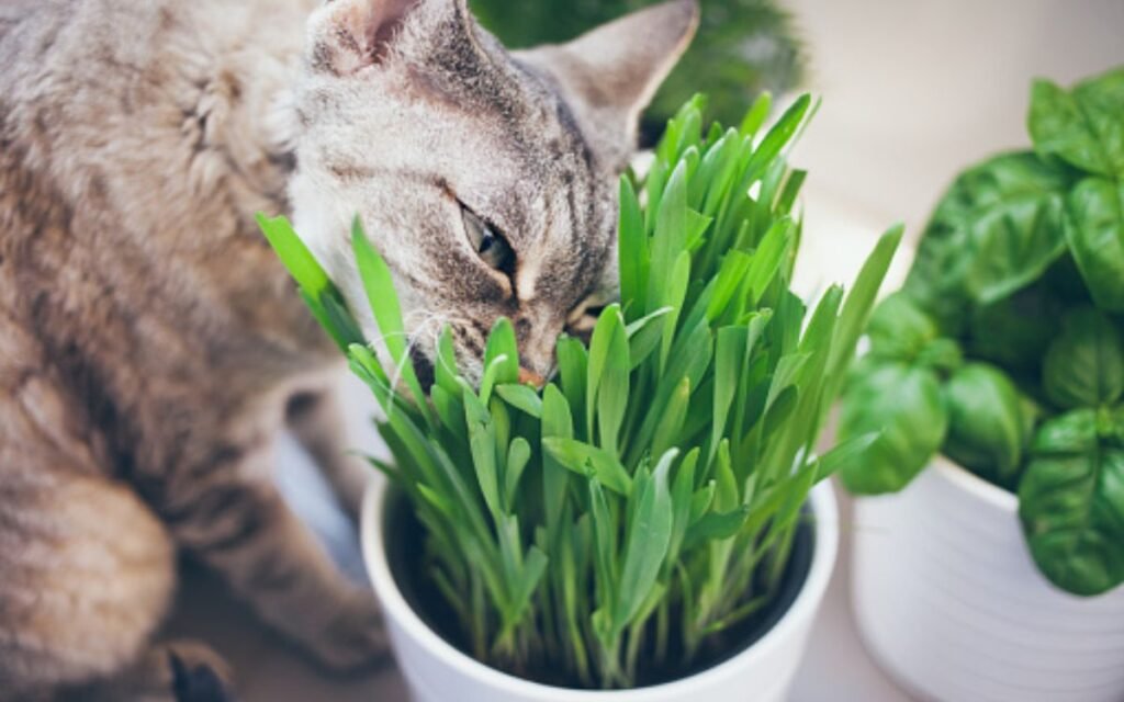 Some Prevention and Precautions from Grass for Cats