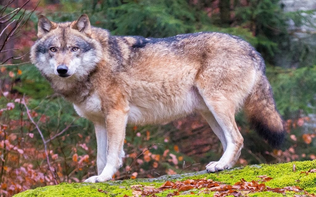 wolves howl to search for their mate