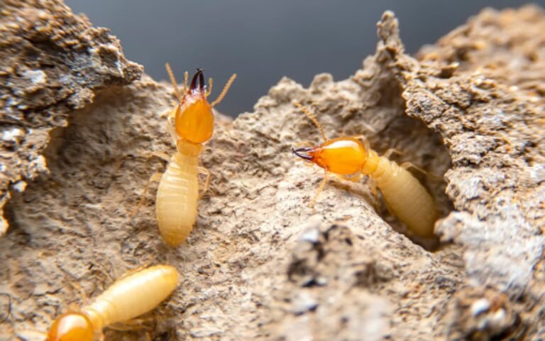 what do termites look like