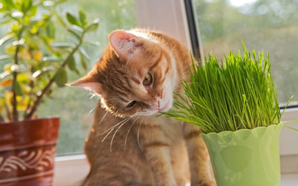 how grass helps cat to digest their food