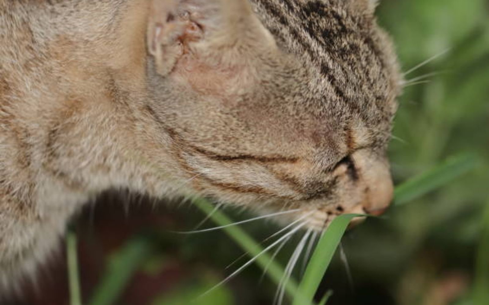 Why Do Cats Eat Grass Cat Behaviors Explained