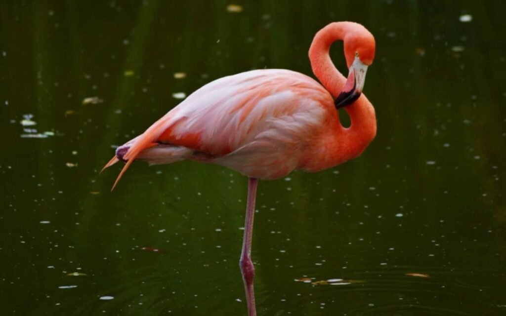 why do flamingos stand on one leg