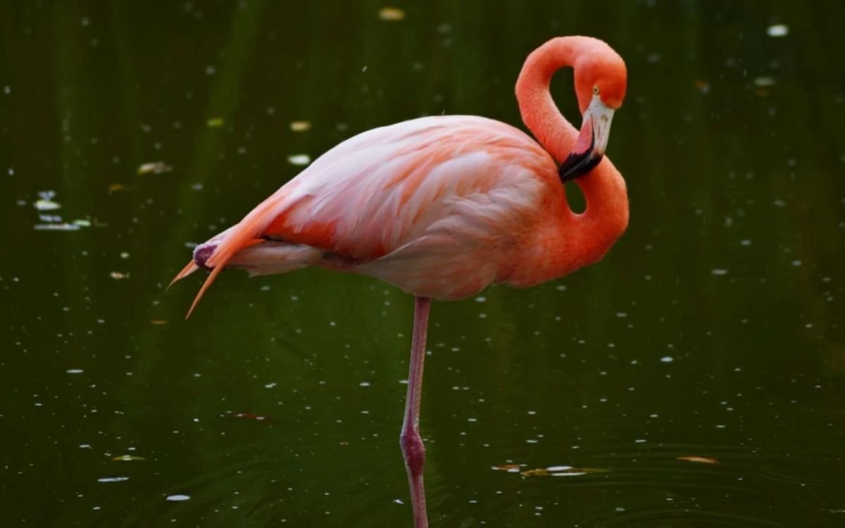 Why do flamingos stand on one leg