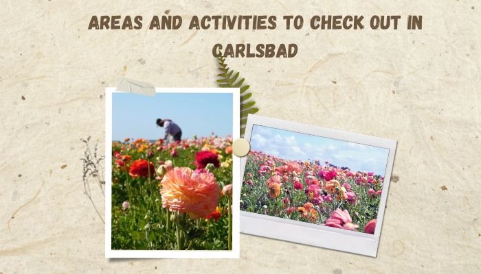 Areas And Activities To Check Out In Carlsbad