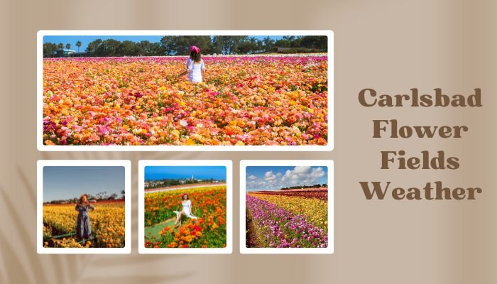 Carlsbad Flower Fields Weather