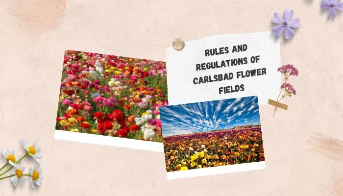Rules And Regulations Of Carlsbad Flower Fields