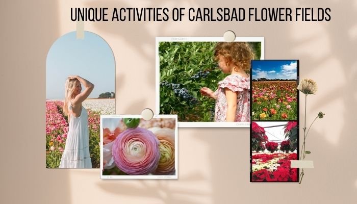 Unique Activities Of Carlsbad Flower Fields