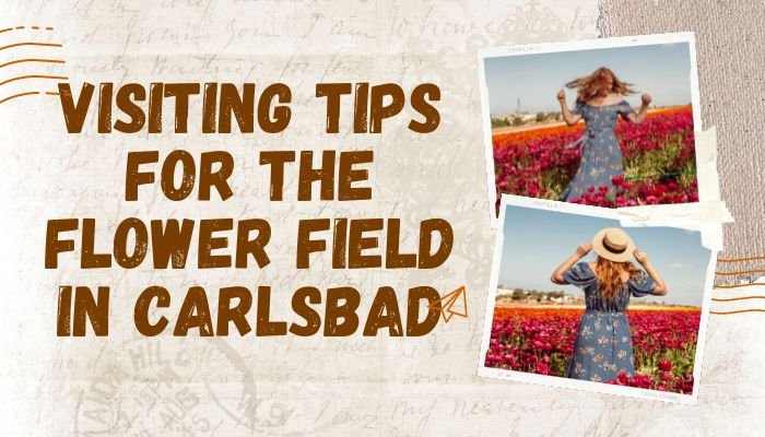 Visiting Tips For The Flower Field In Carlsbad
