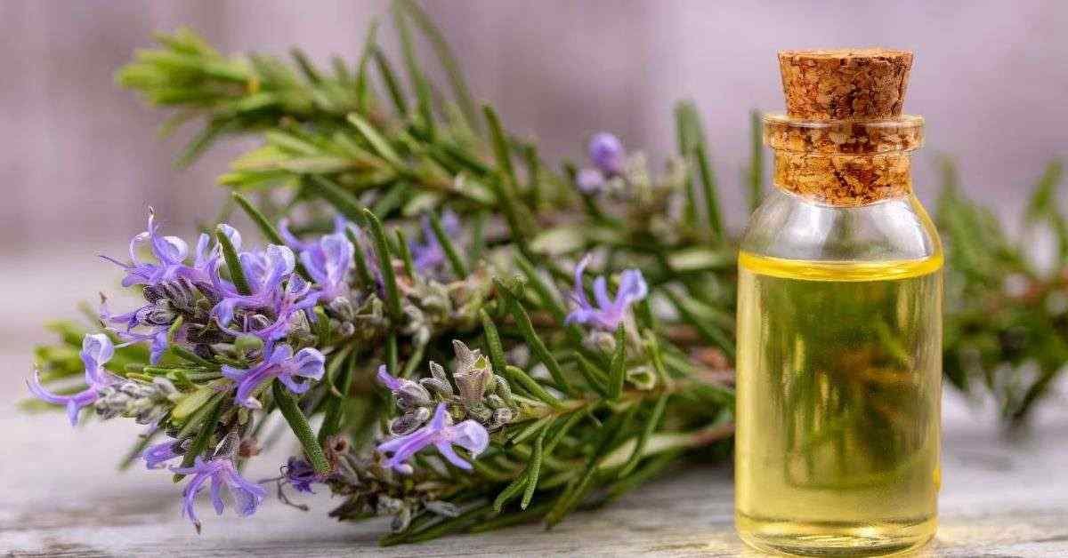 Rosemary oil for hair
