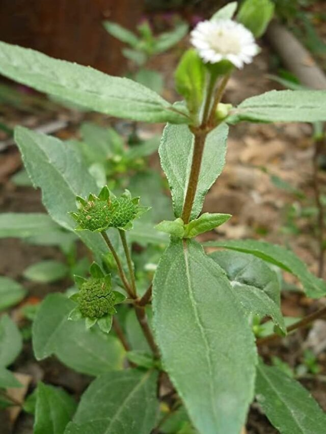 Identification of Bhringraj Plant