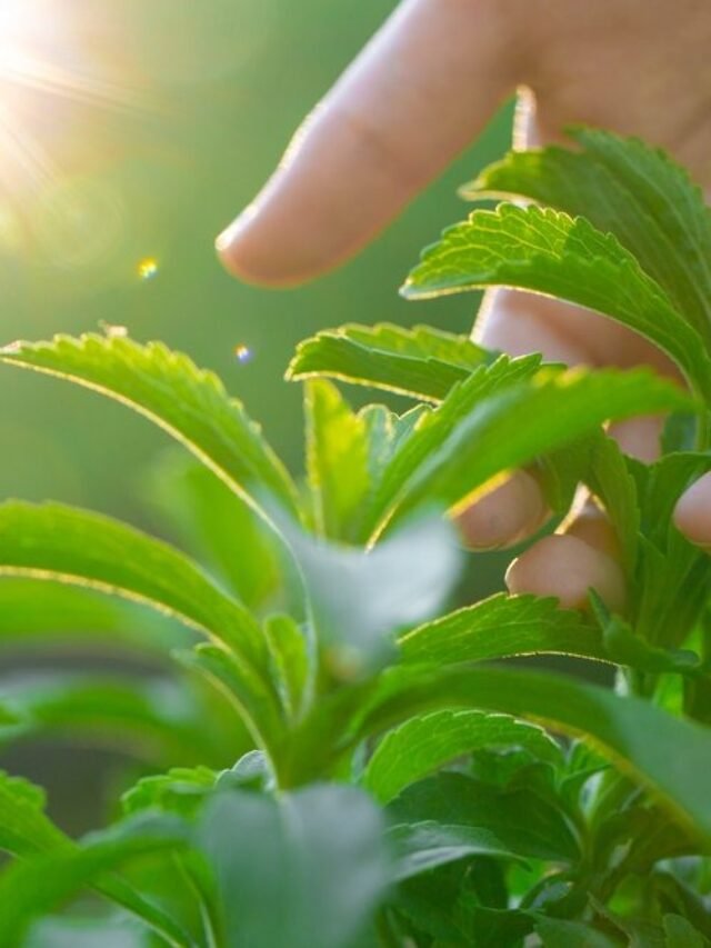 Stevia Plant