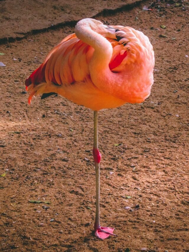 Why do flamingos stand on one leg