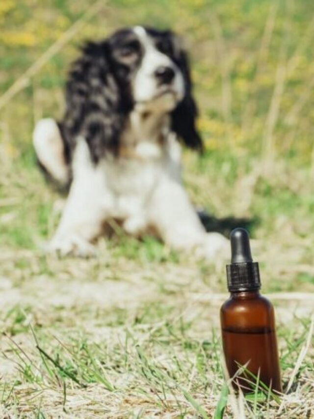 Is peppermint oil safe for dogs?