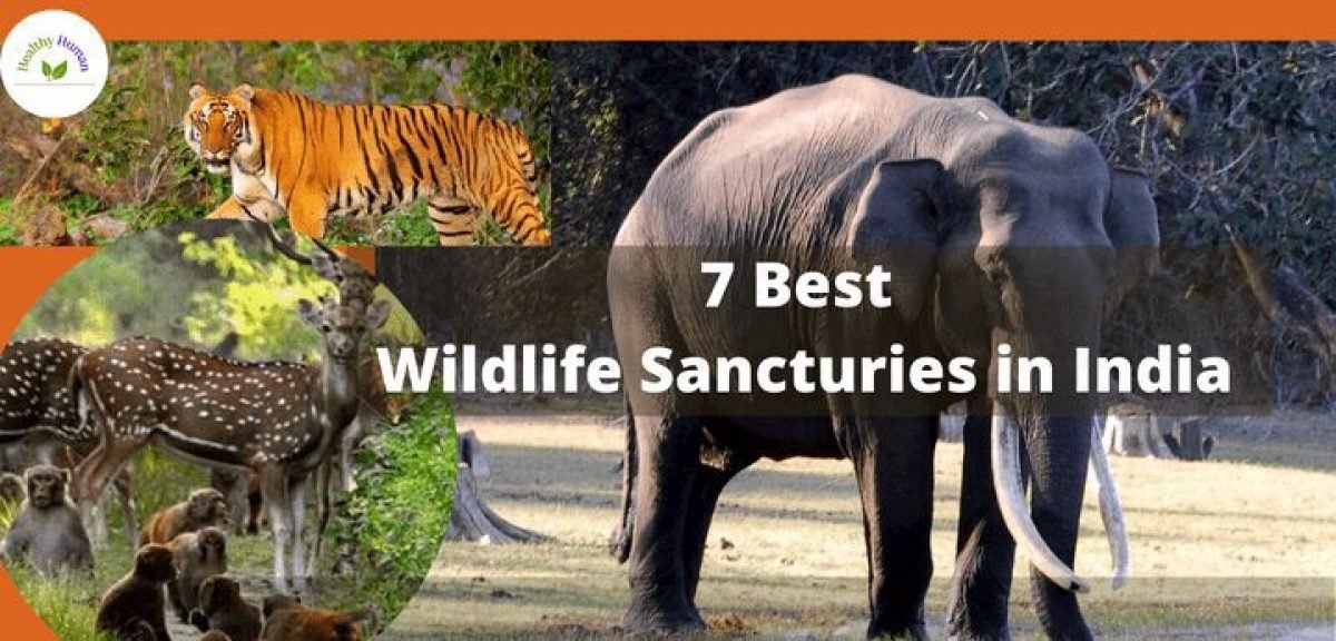 Wildlife Sanctuaries in India