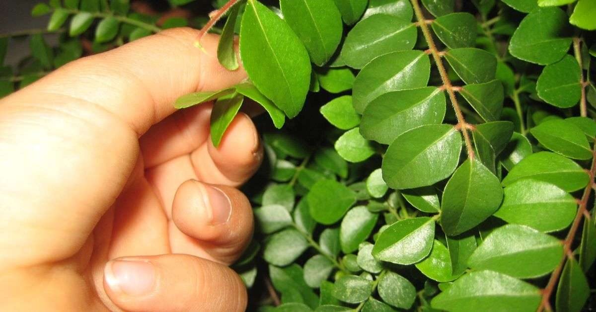 Curry leaves for hair growth