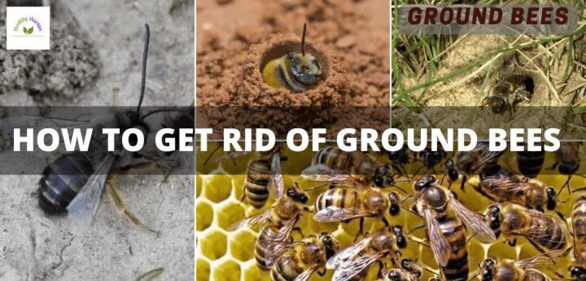 HOW TO GET RID OF GROUND BEES (1)