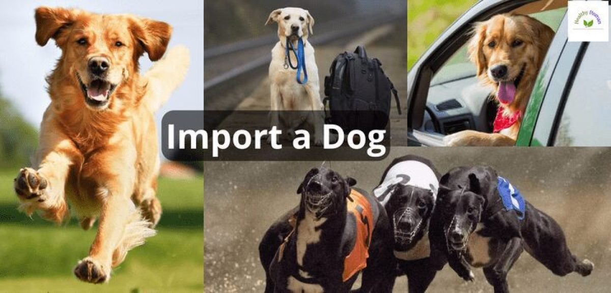 Import a Dog