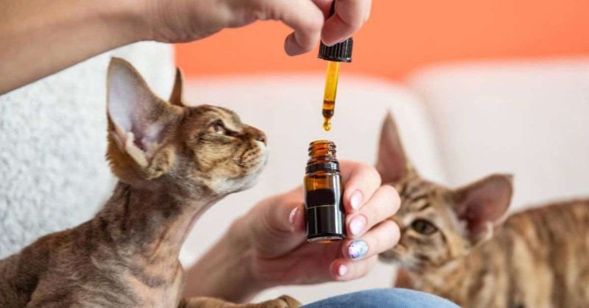 Is Peppermint Oil Safe For Cats?