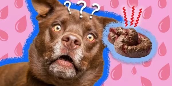 Reasons for Dog Popping Blood