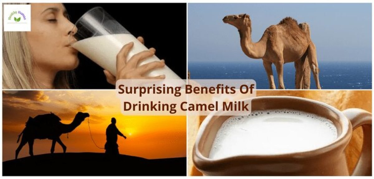 Surprising Benefits Of Drinking Camel Milk