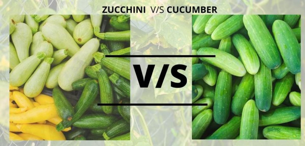 Zucchini V/s Cucumber
