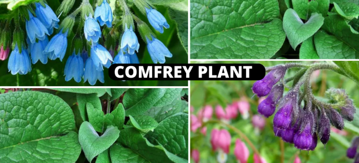 comfrey plant