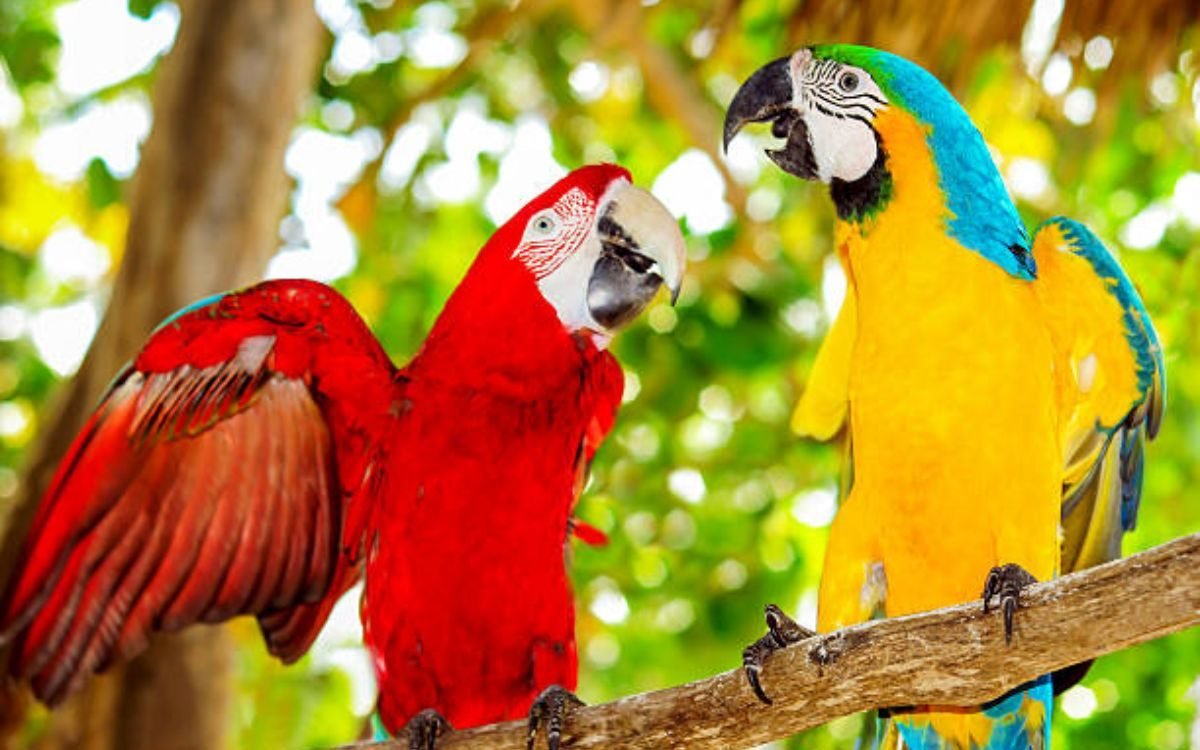 parrot Island